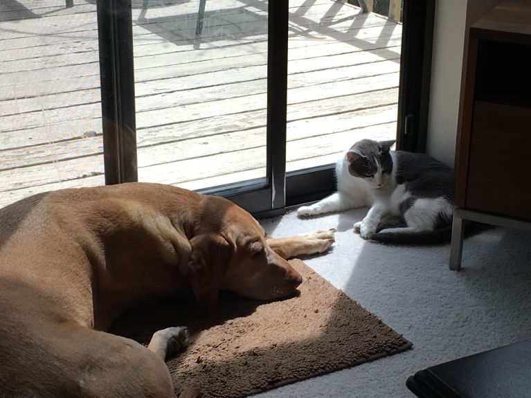 Hank and Lulu in the most sought after sun spot in the house