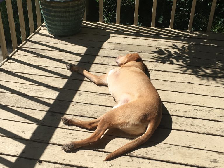 Hank's favorite morning activity- sunbathing on the patio